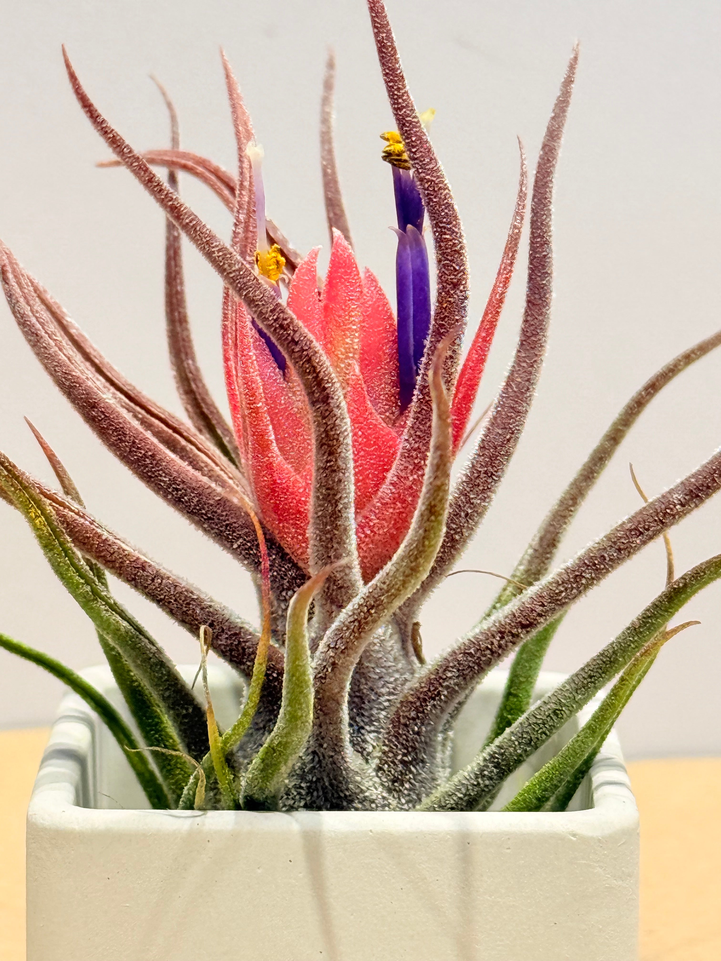 Till. Colección 3.3 + materas