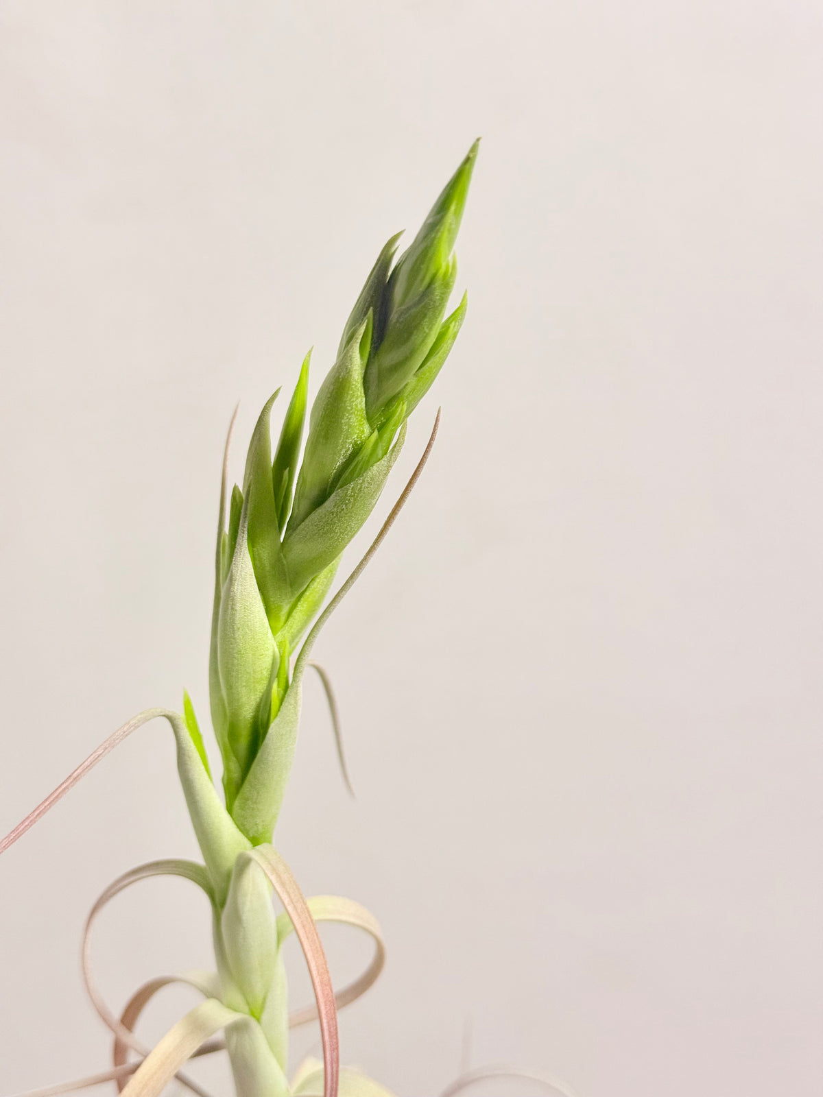 Till. Xerographica XL con flor + base teca