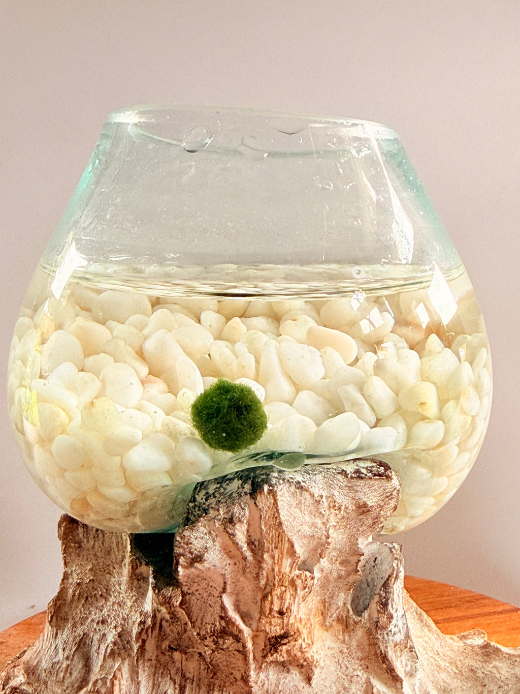 Marimo Moss Ball Ecosistema arreglo único de madera con vidrio fundido