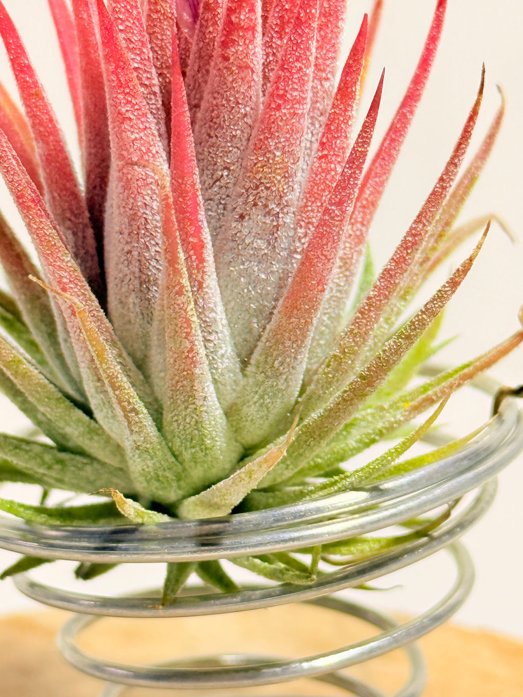 Till. Ionantha red + matera