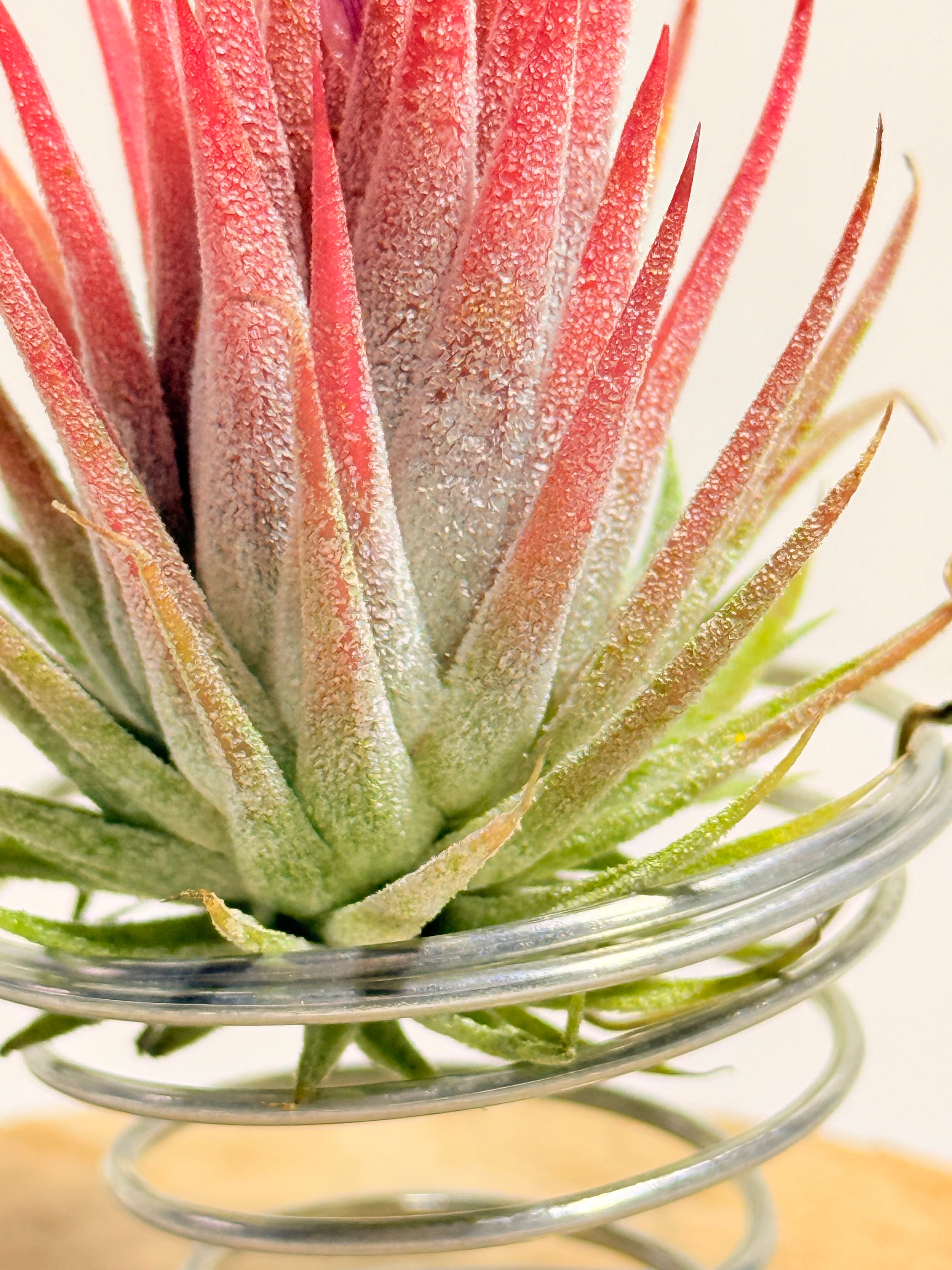 Till. Ionantha red + matera