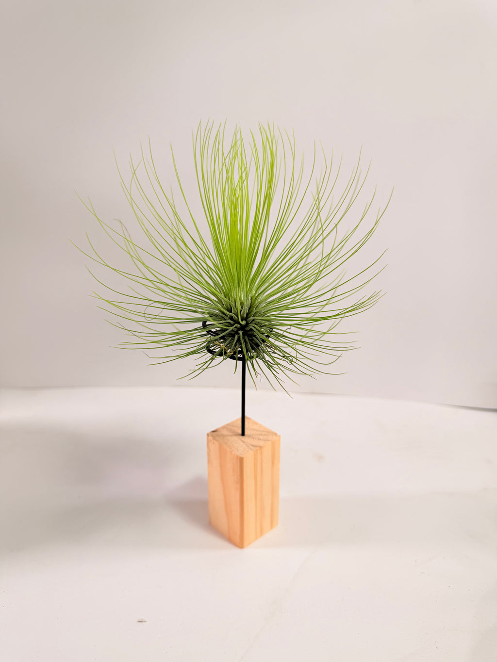 Tillandsia  Andreana M + matera