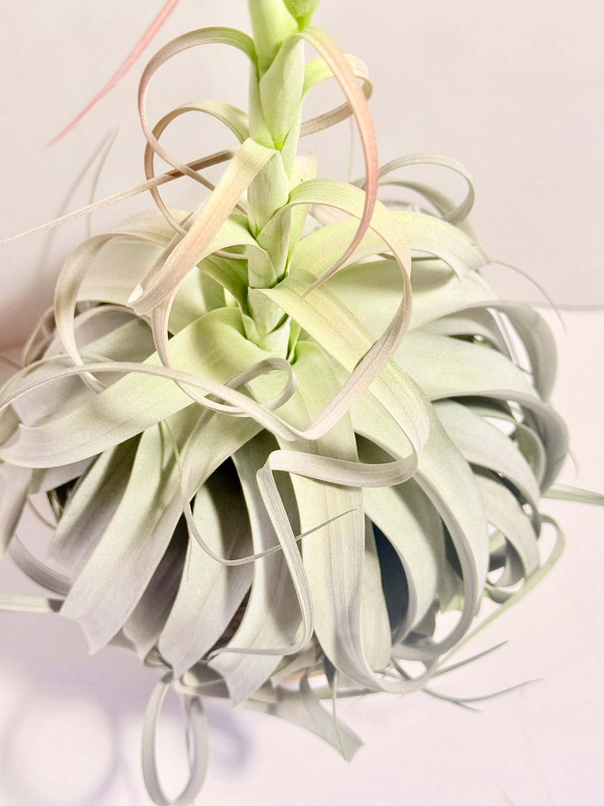 Till. Xerographica XL con flor + base teca