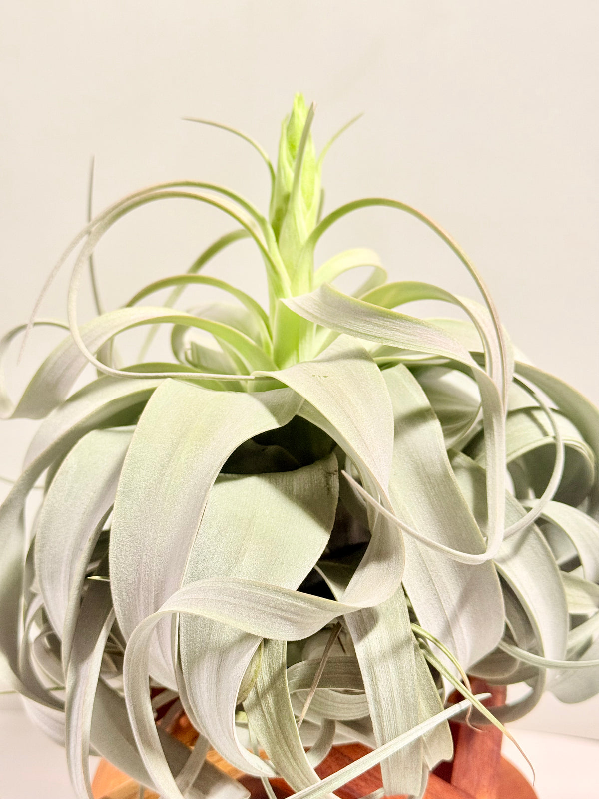Till. Xerographica con botón XL + base teca