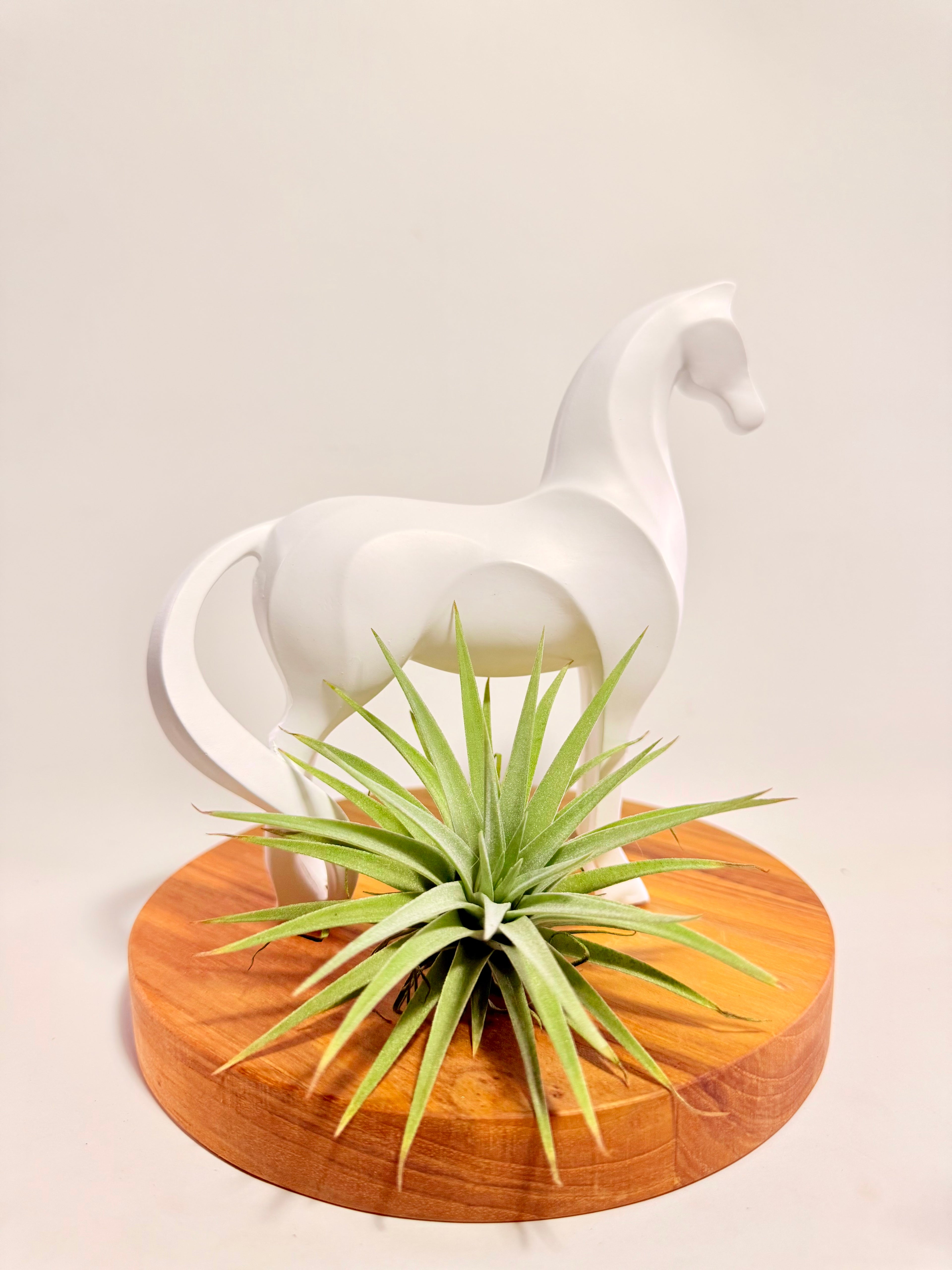 Caballo del éxito + planta