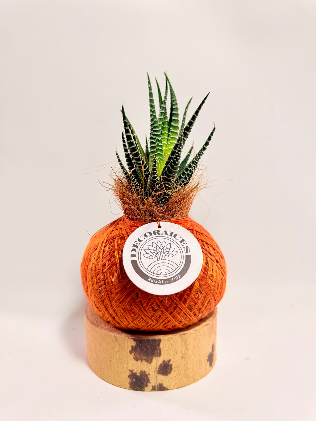 Kokedama mini Sabillón Cebra + base guadua