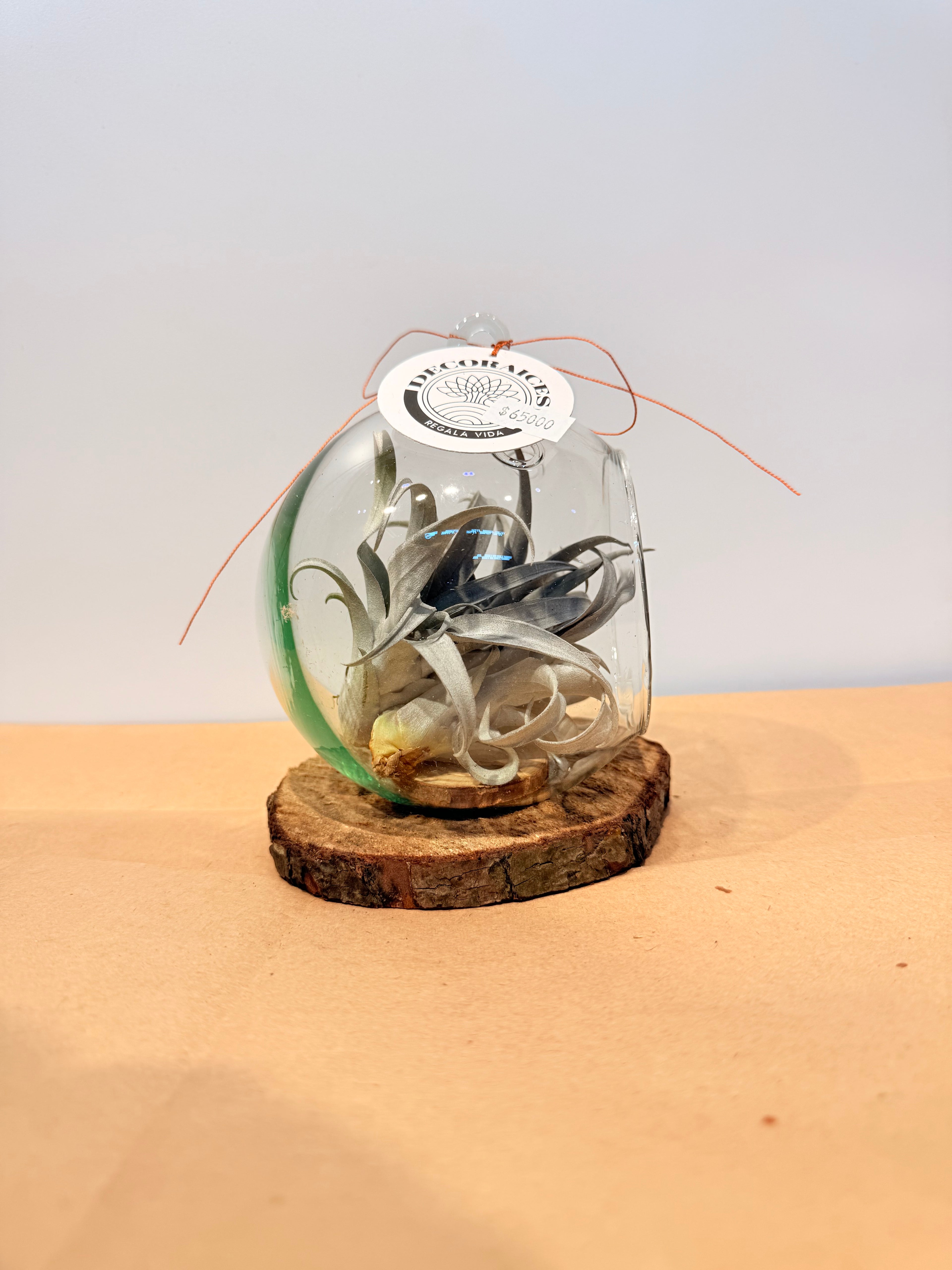 Till. Yellow Star mini x3 terrario + base