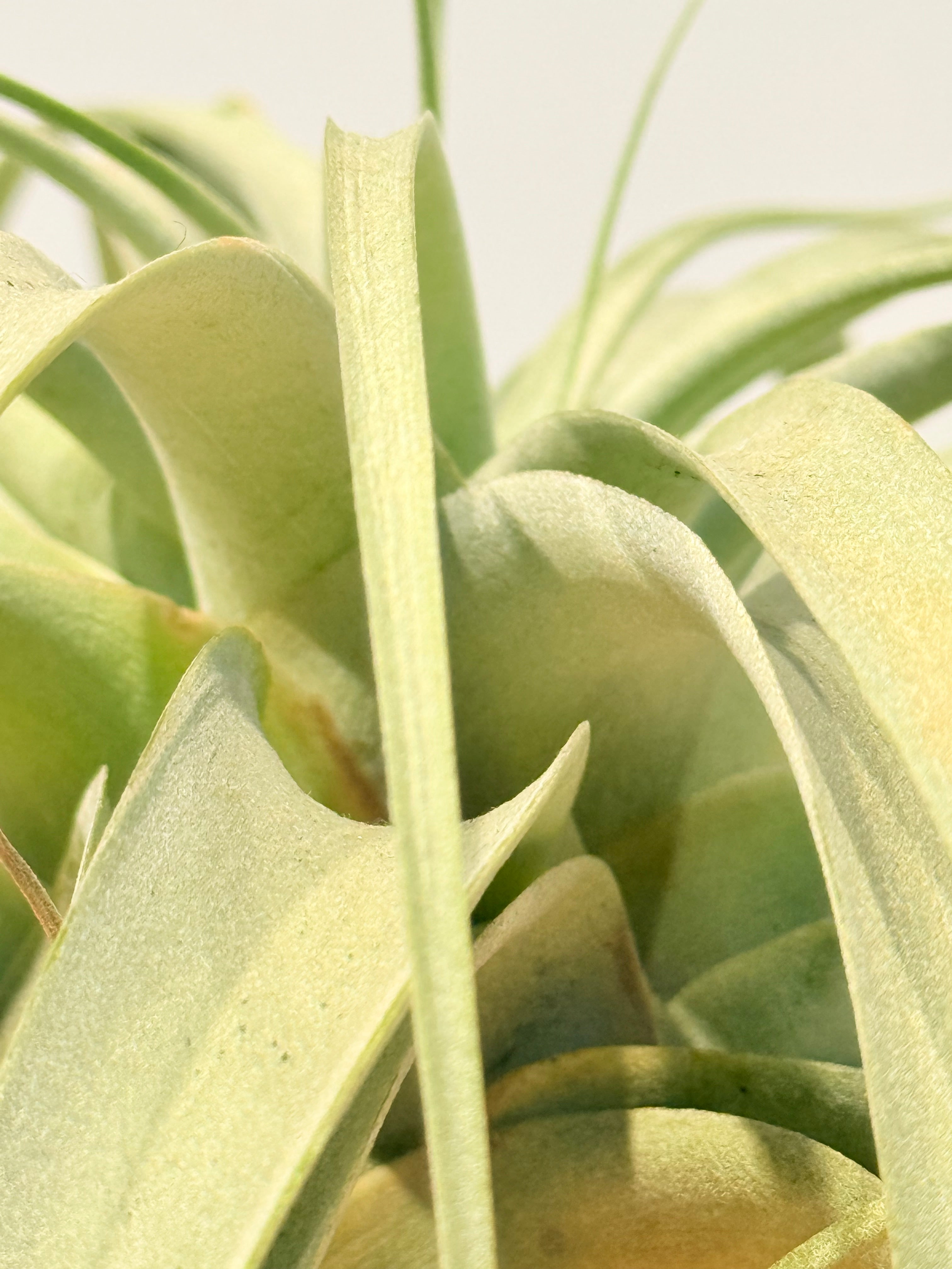 Till. Xerografica + base teca