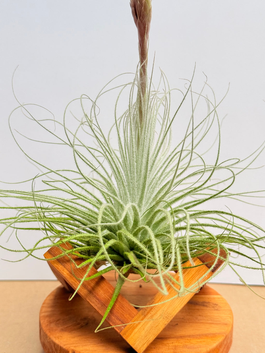 Kit Till. Tectorum + plant force + base madera teca