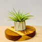 Till. Palgiotropica