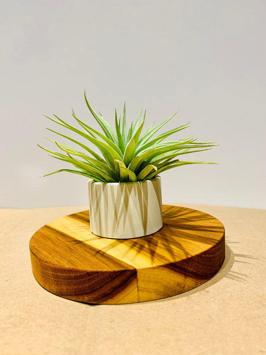 Till. Palgiotropica