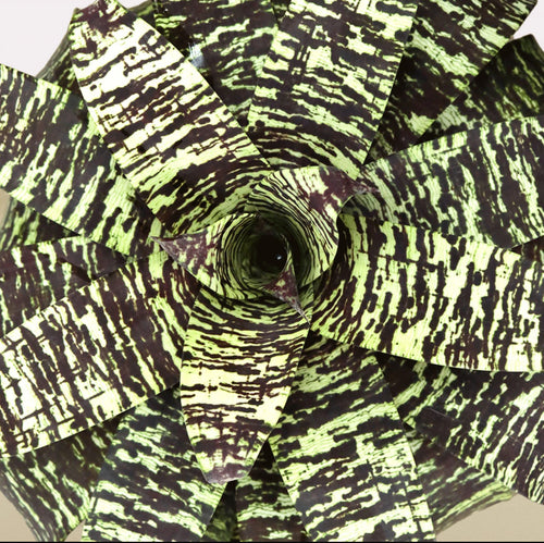 koke Bromeliad Goud. ospinae var gruberi