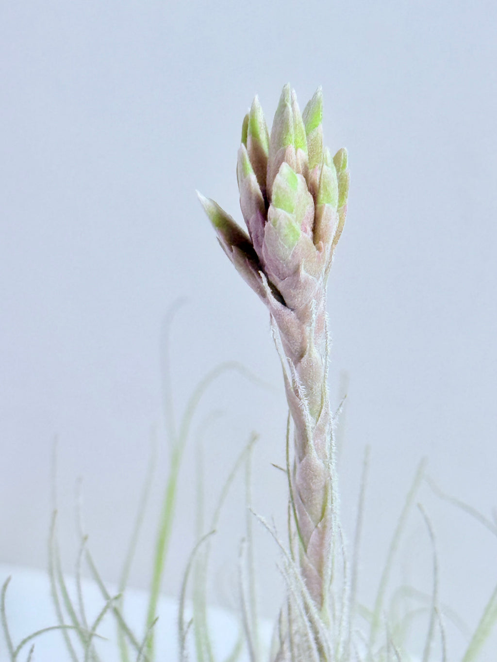 Tillandsia tectorum XL