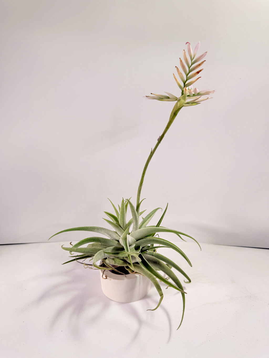 Tillandsia Cacticola regular form botón
