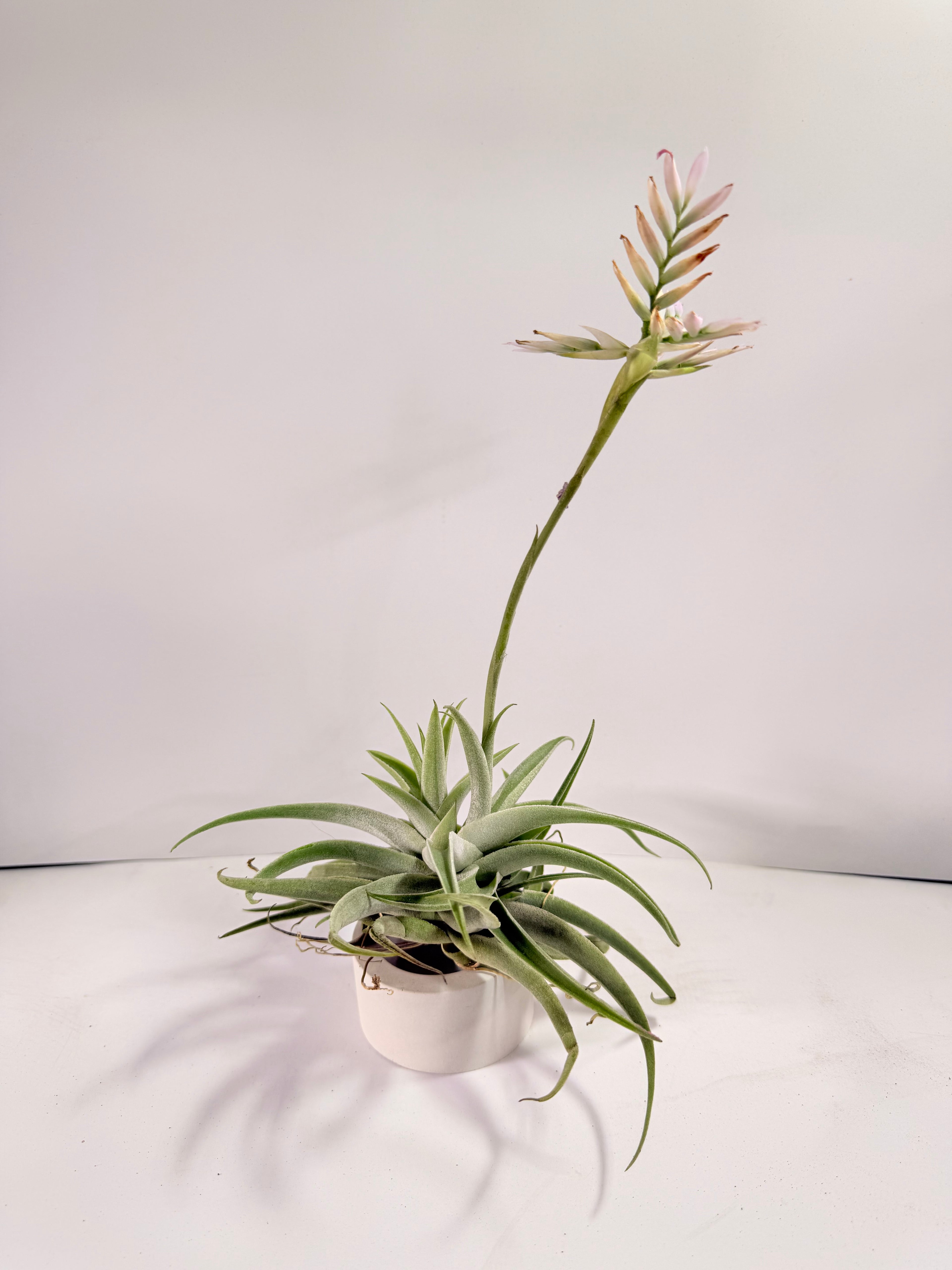 Tillandsia Cacticola regular form botón