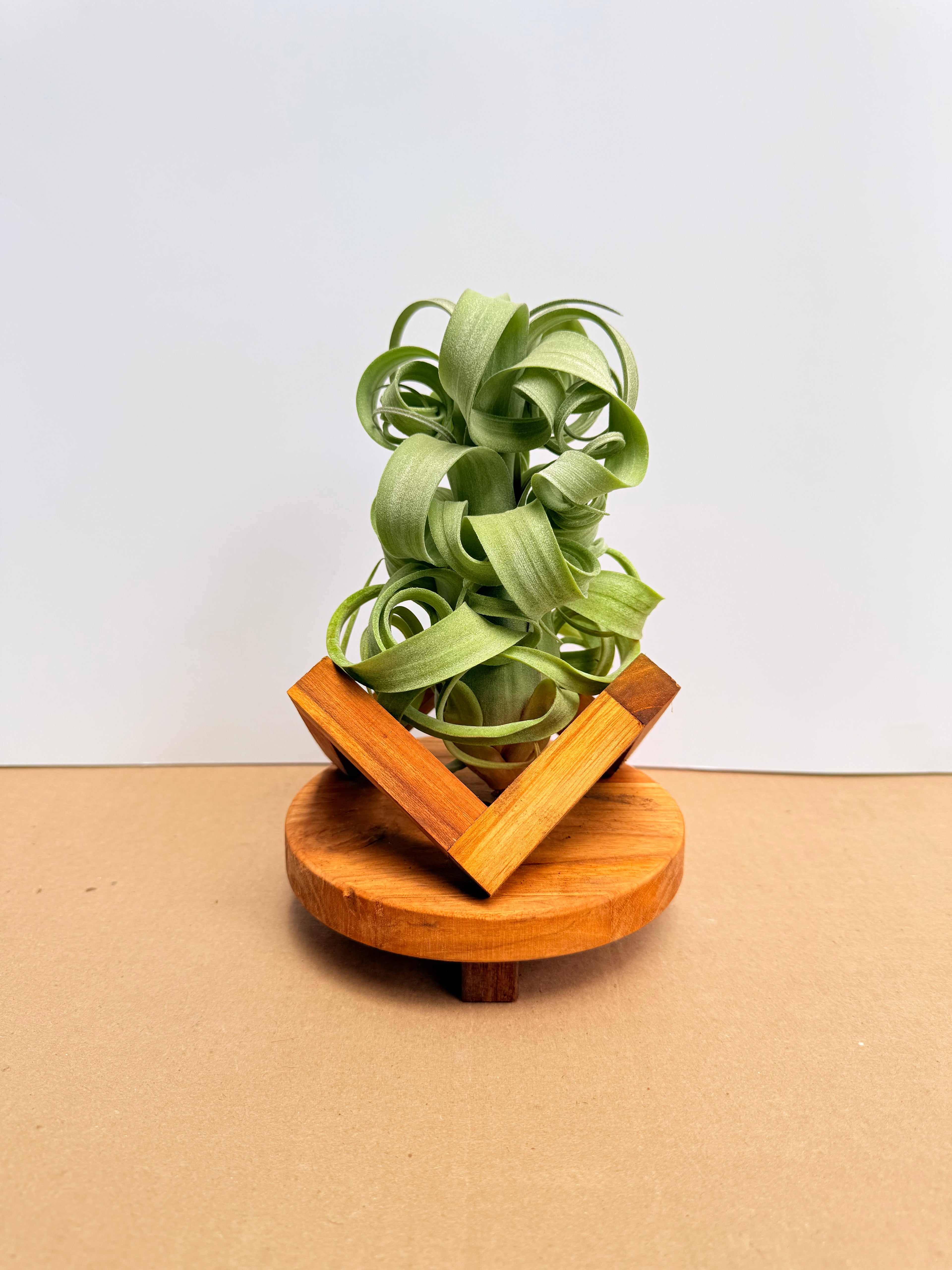 Kit Till. Curly slim M + plant force + base madera teca