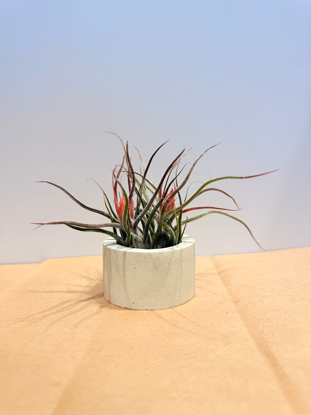 Till. Guatemala red mini x2 + matera