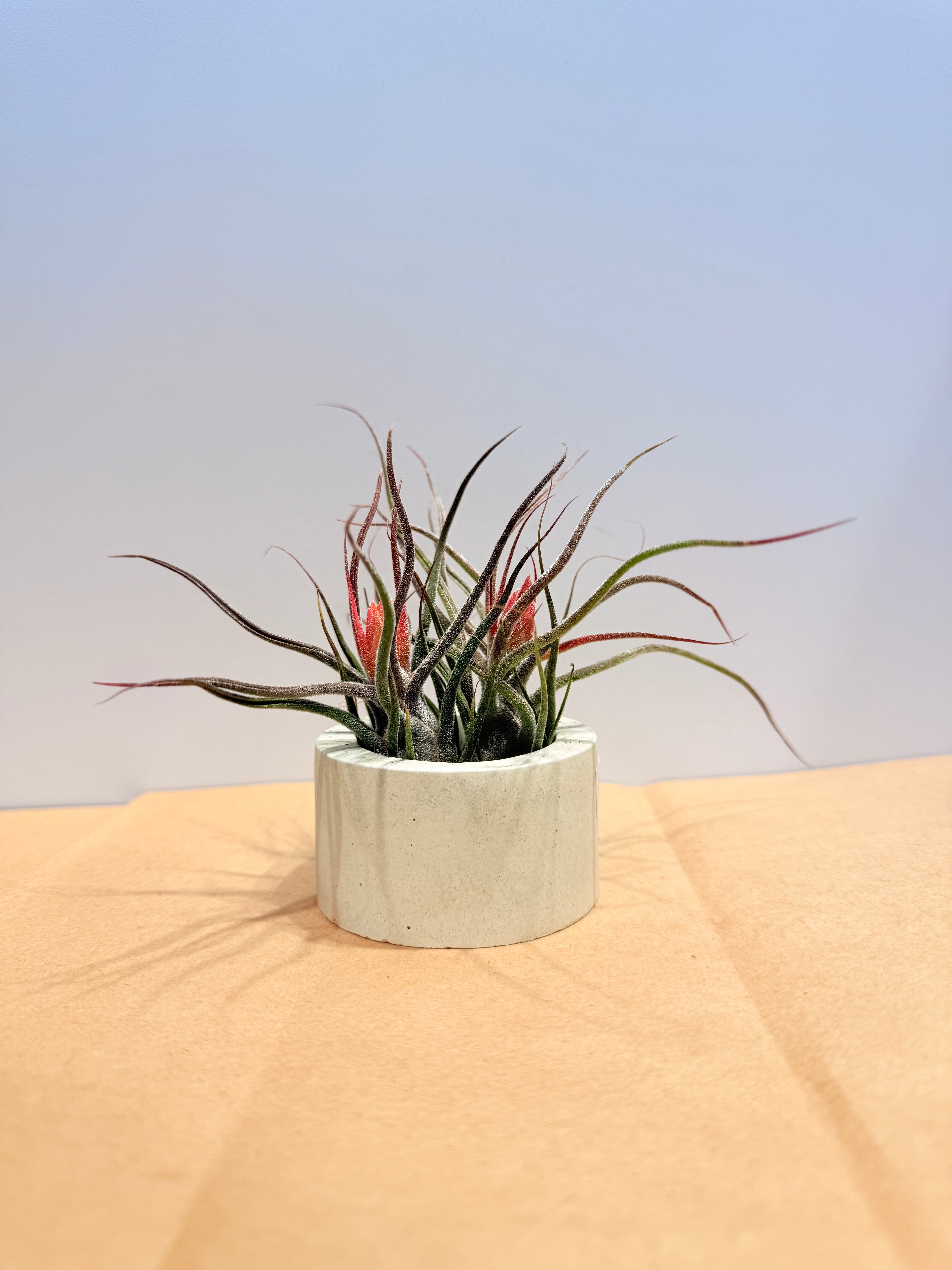 Till. Guatemala red mini x2 + matera