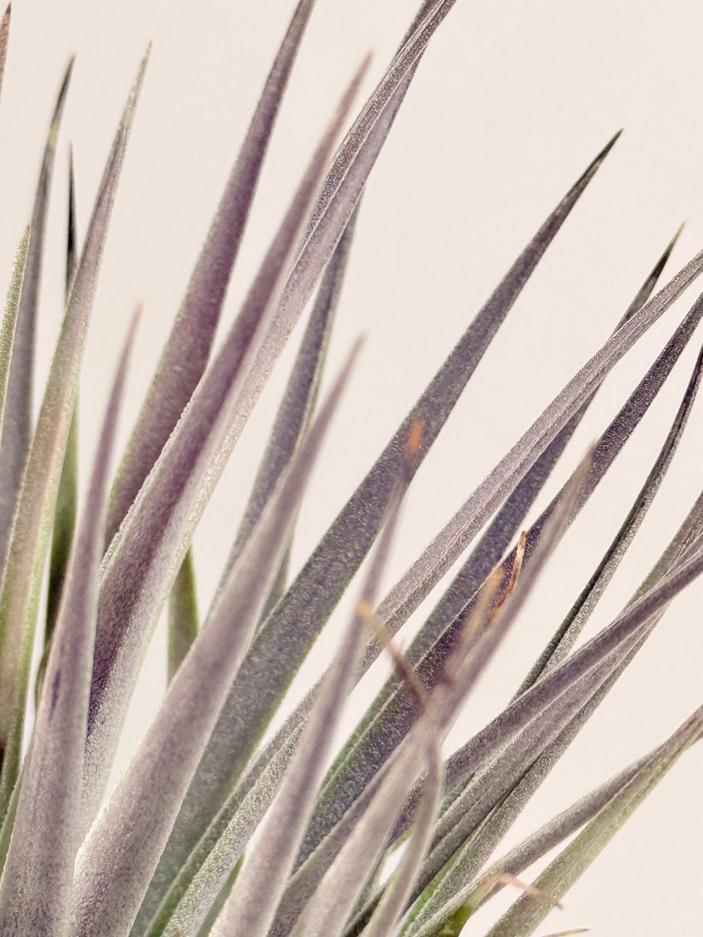 Tillandsia  Plagiotropica purple+ matera