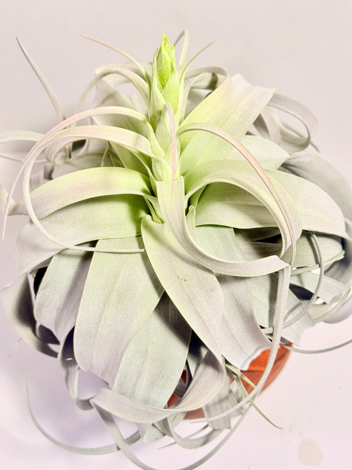 Kit Till. Xerographica XL con botón + fertilizante