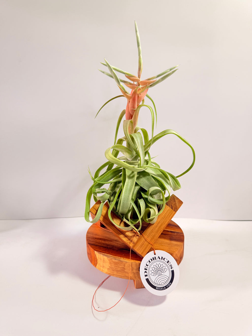 Tillandsia streptophylla + base teca