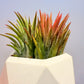 Till. Ionantha red arreglo