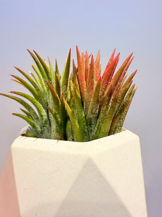 Till. Ionantha red arreglo