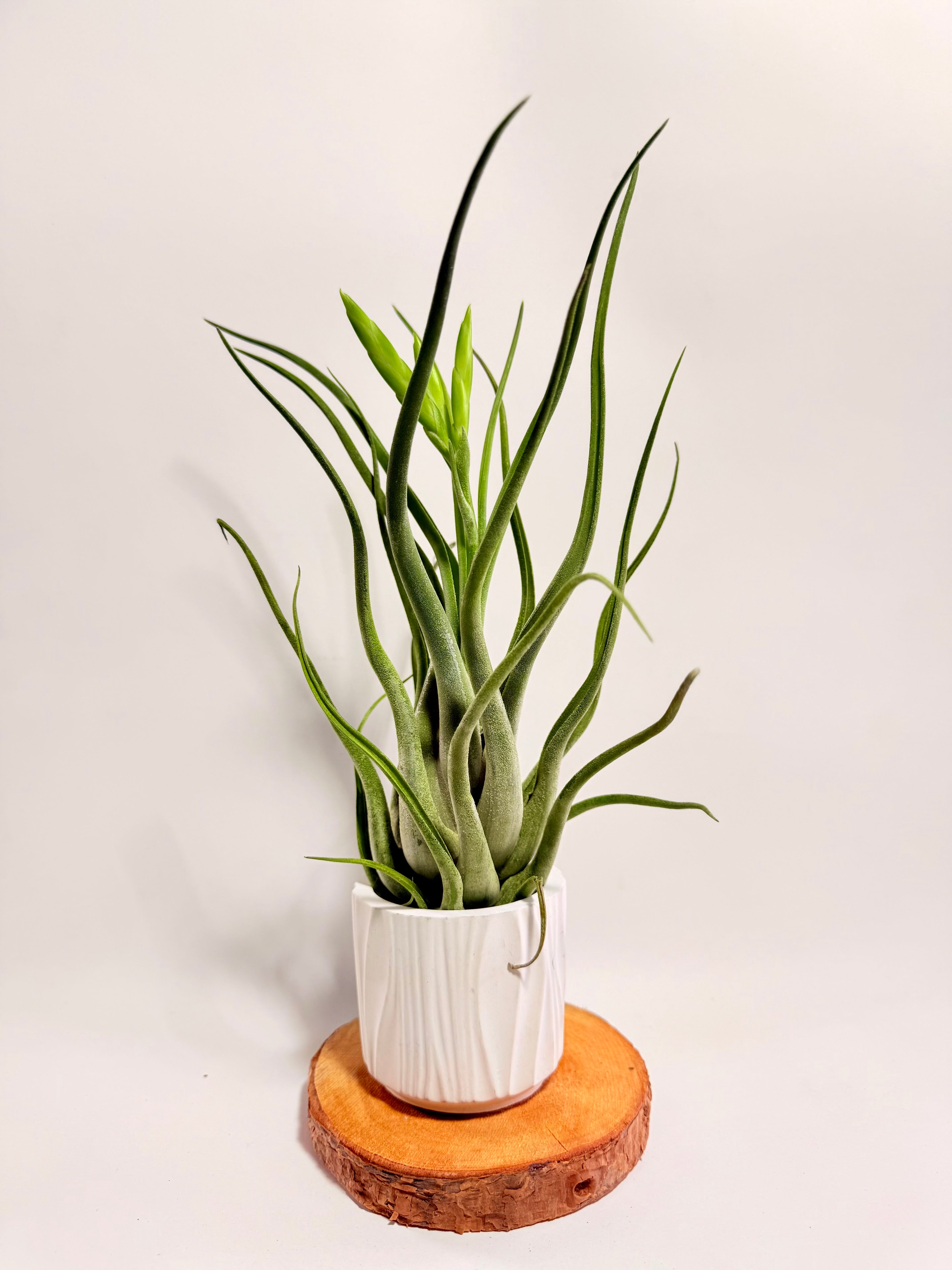 Tillandsia Caput medusae