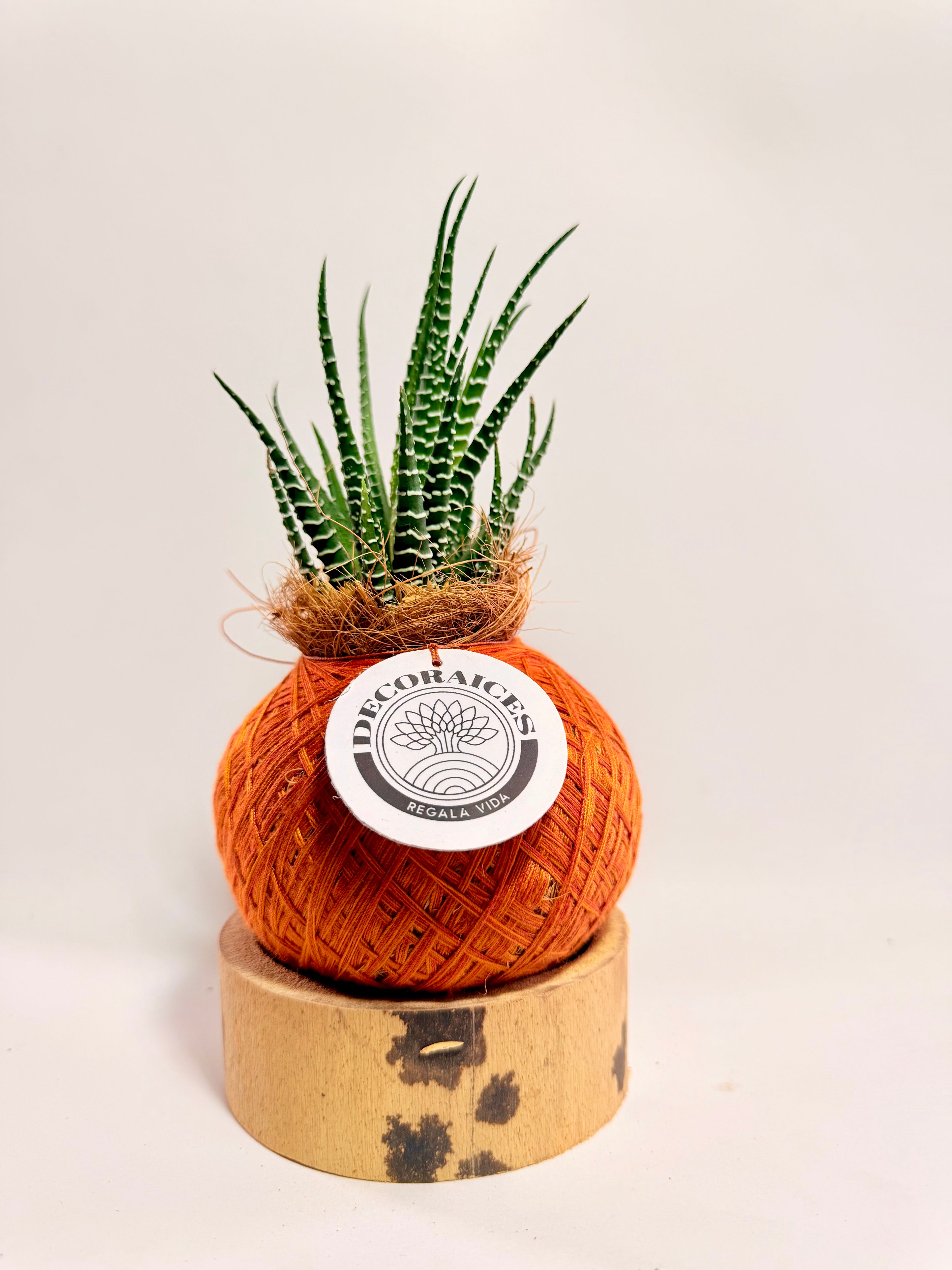 Kokedama mini Sabillón Cebra + base guadua