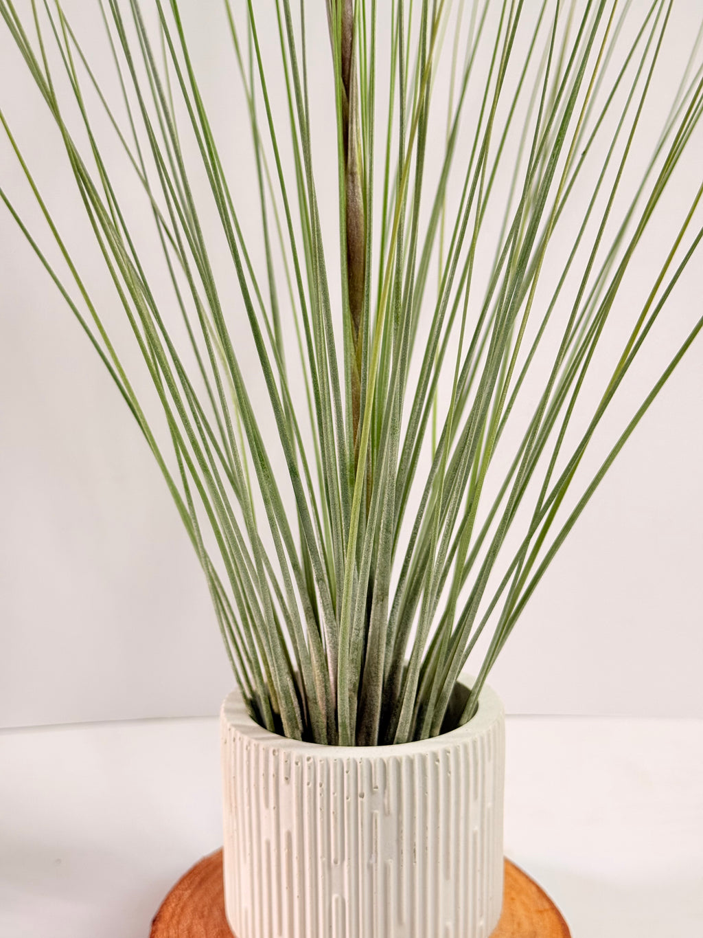 Tillandsia  Juncea + matera