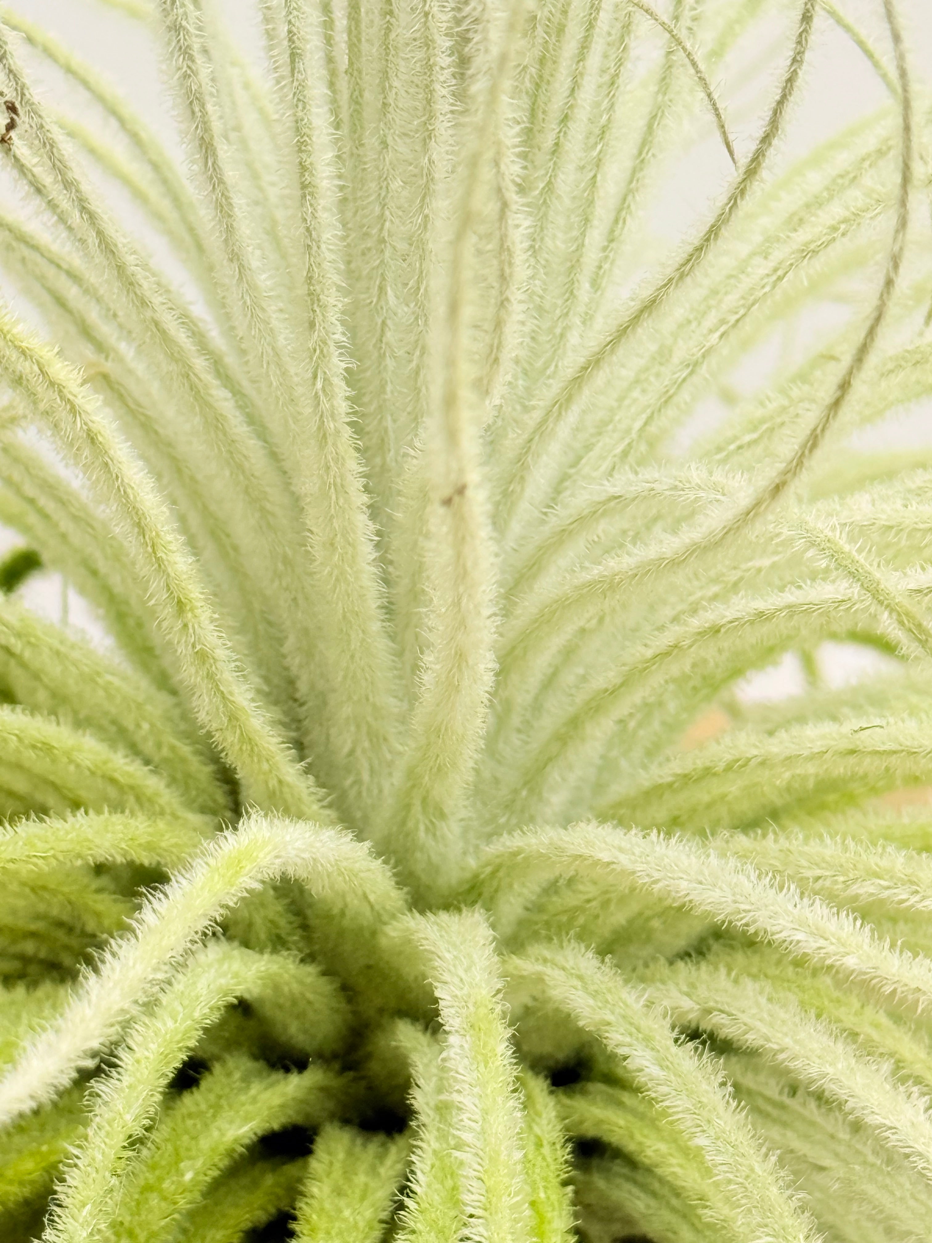 Tillandsia  Tectorum