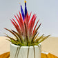 Till. Ionantha red