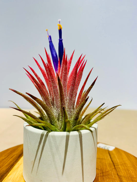 Till. Ionantha red