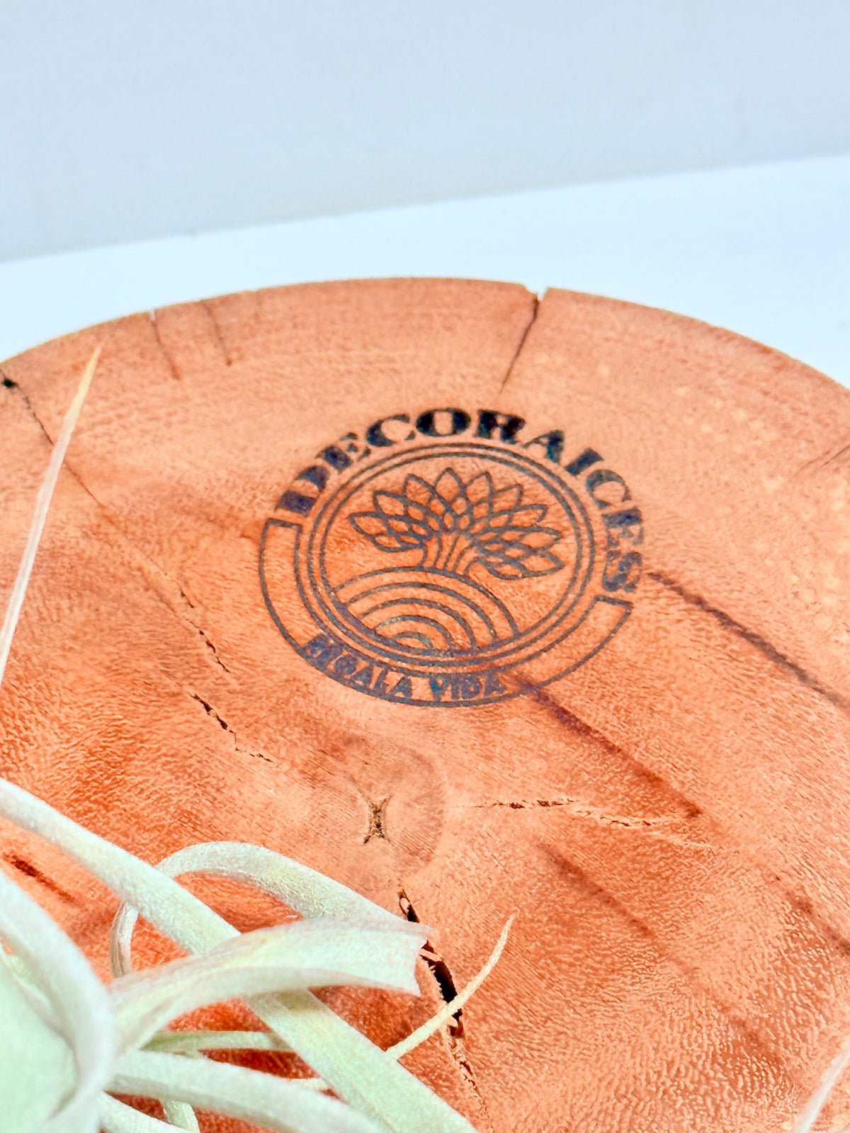 Till. Xerographica S + rodaja de madera