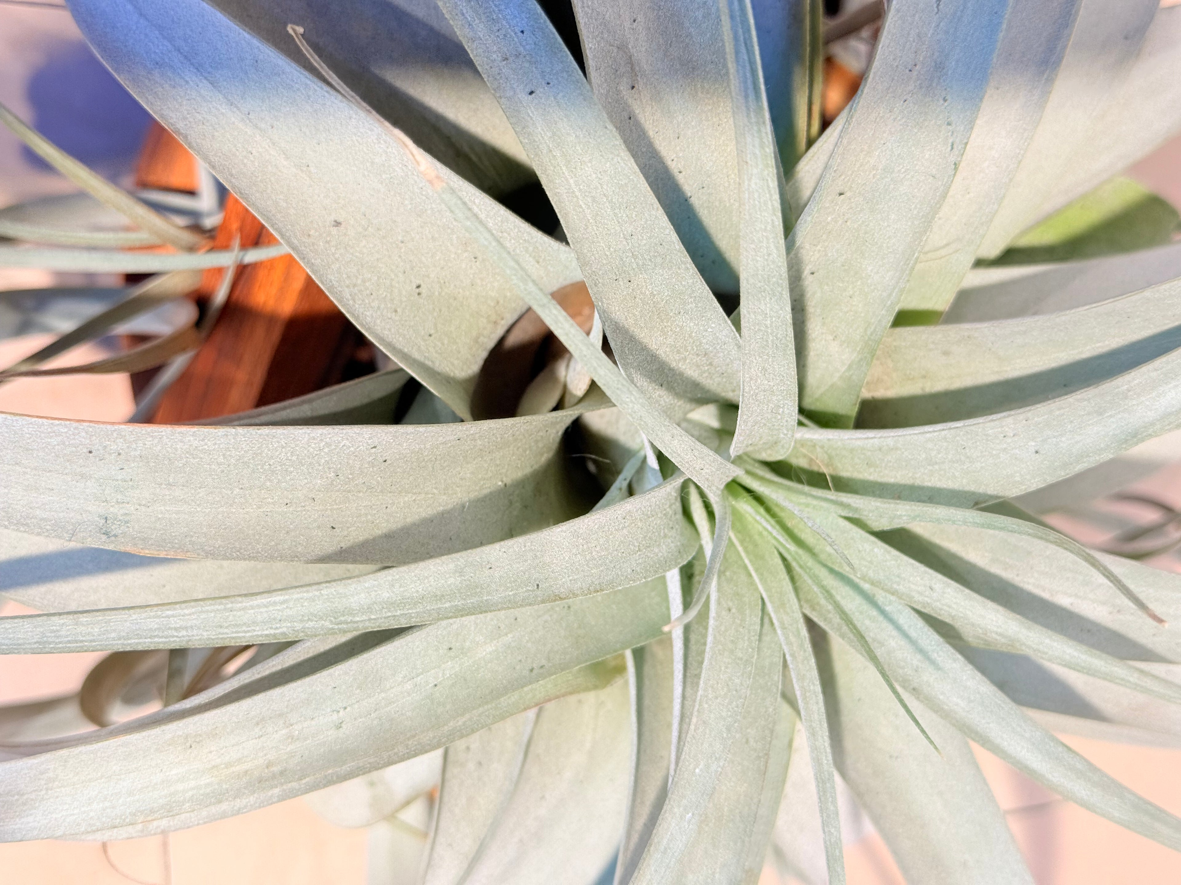 Till. Xerografica + base teca