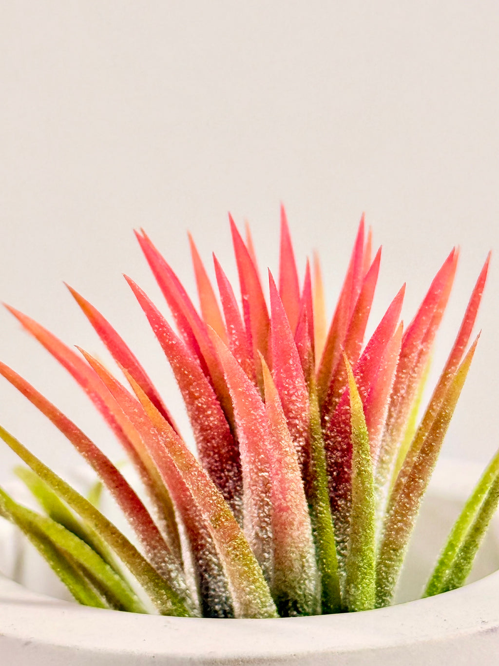 Tillandsia  Ionantha red matera redonda