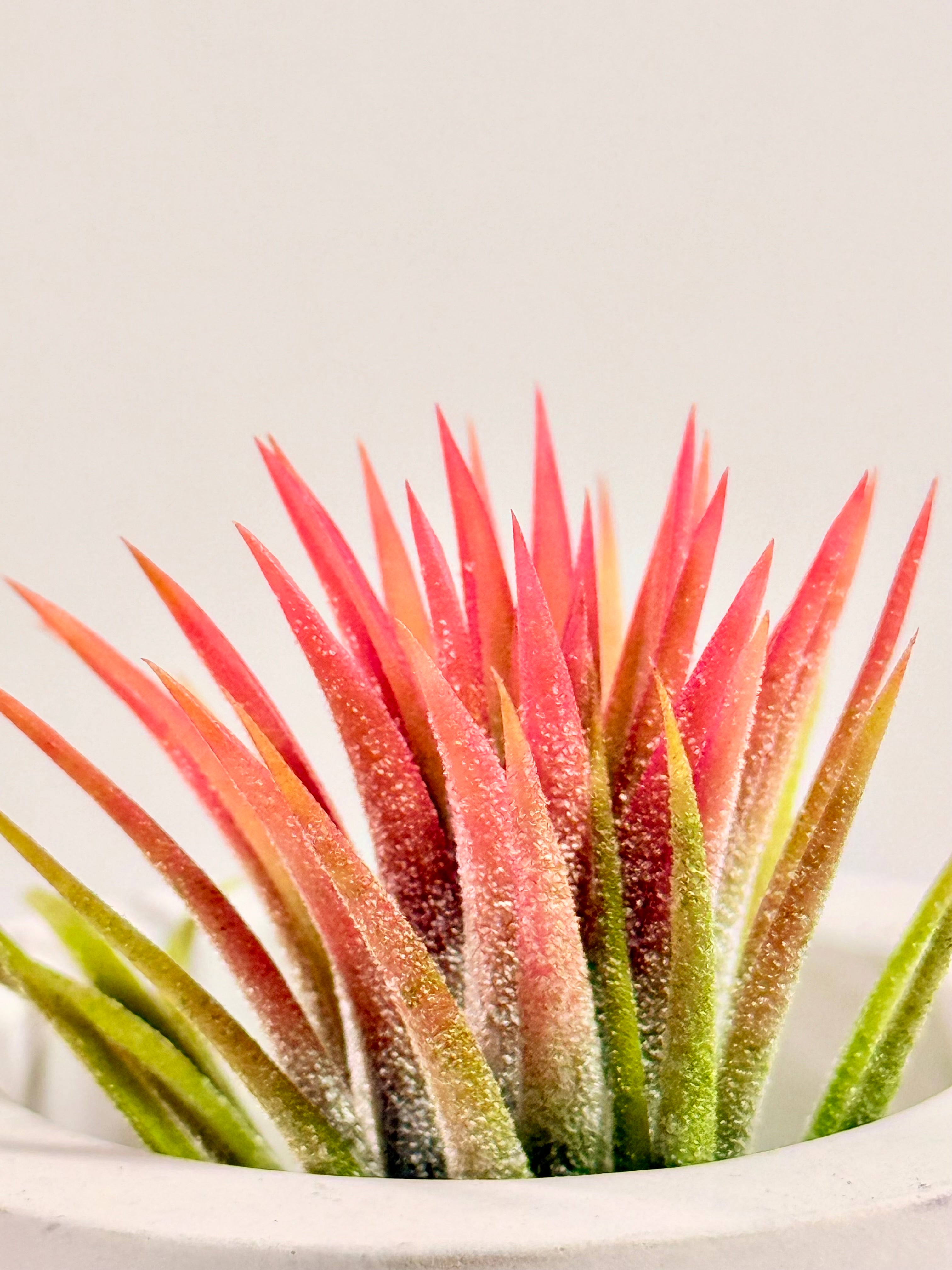 Tillandsia  Ionantha red matera redonda