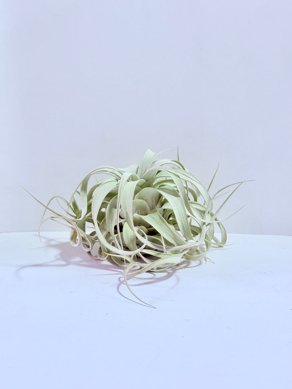 Till. Xerographica S