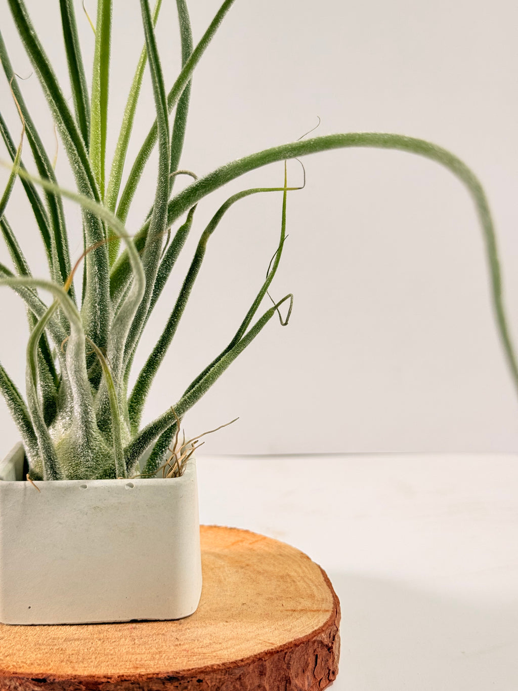 Kit Till. Caput híbrido + plant force + matera