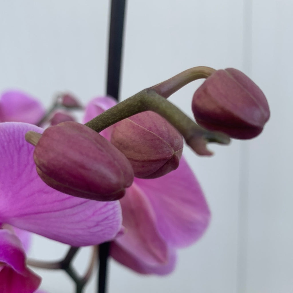 Phaleanopsis orchid in glass