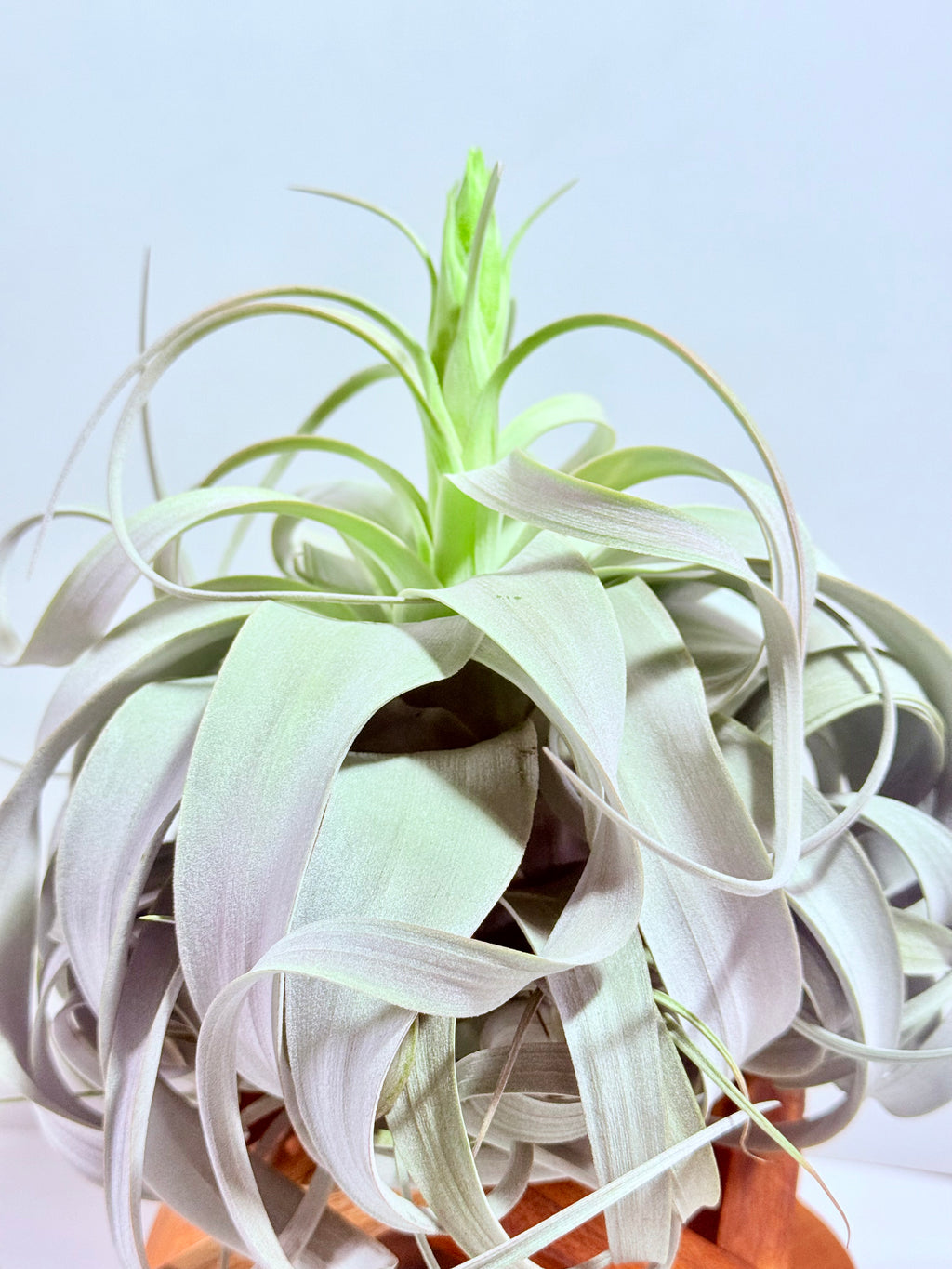 Till. Xerographica con botón XL + base teca