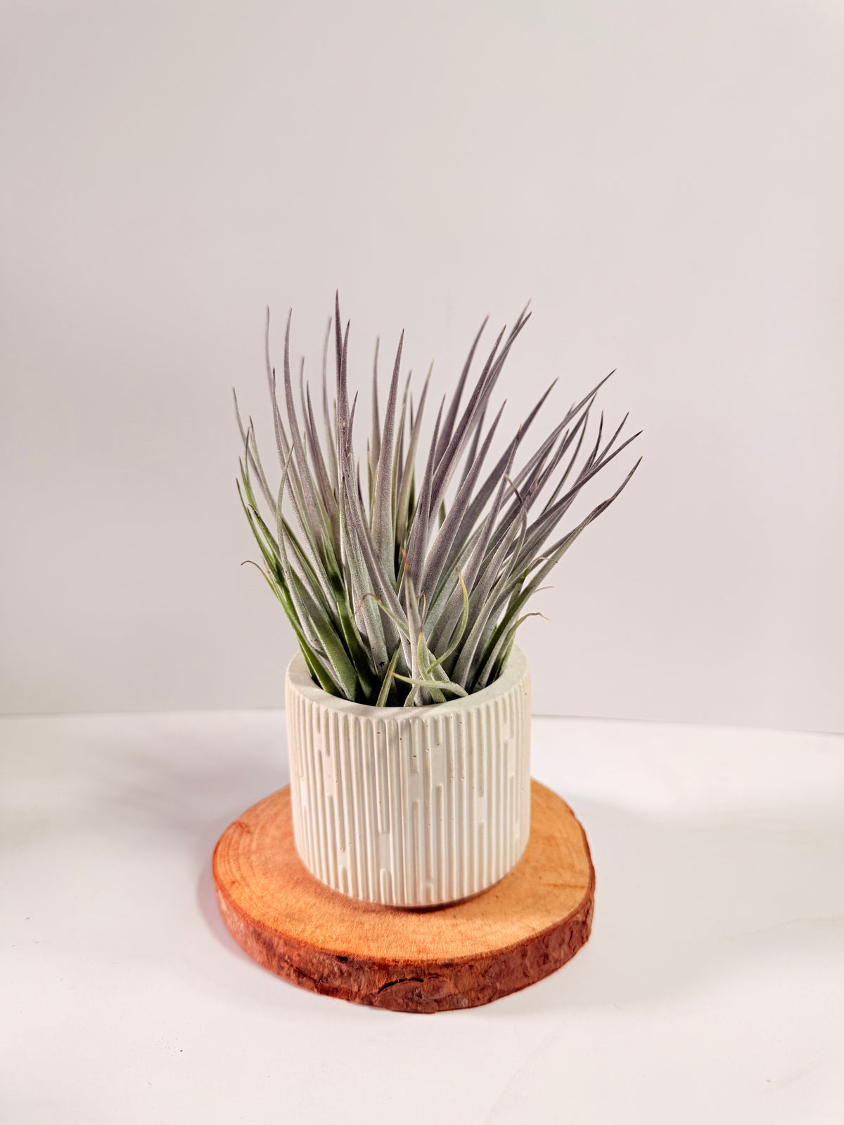 Tillandsia  Plagiotropica purple+ matera