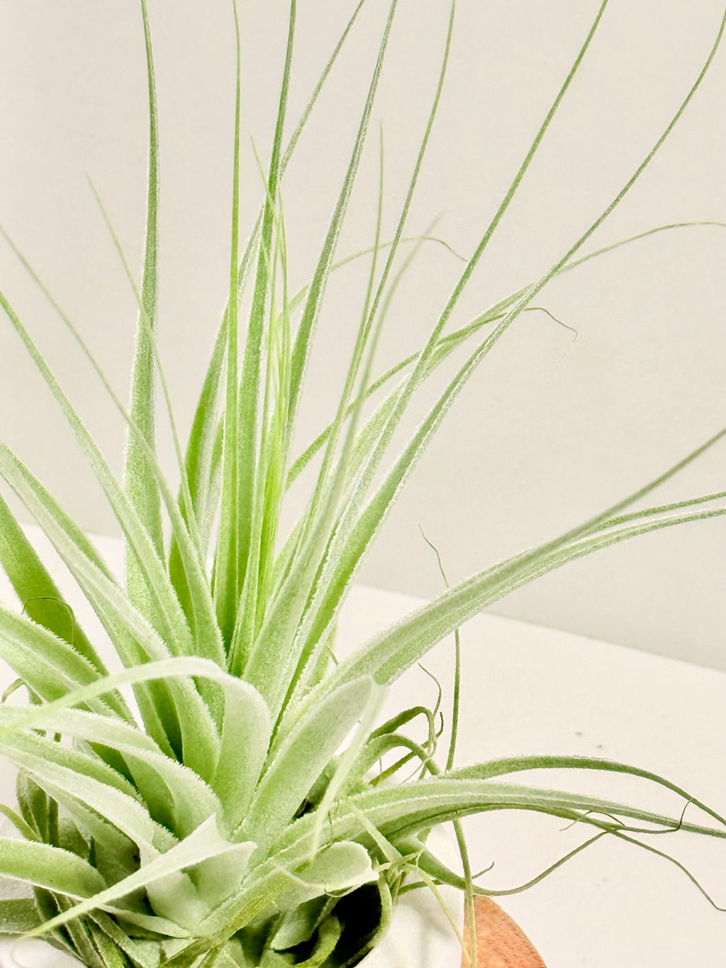 Tillandsia gardneri + espiral + madera + fertilizante