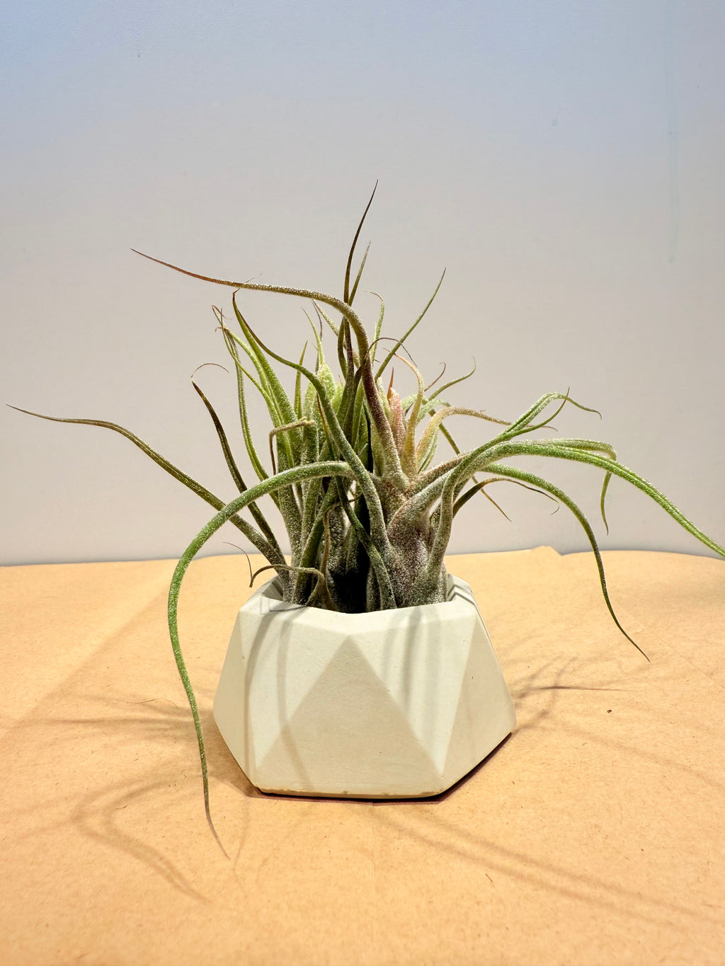 Till. Caput Guatemala arrangement