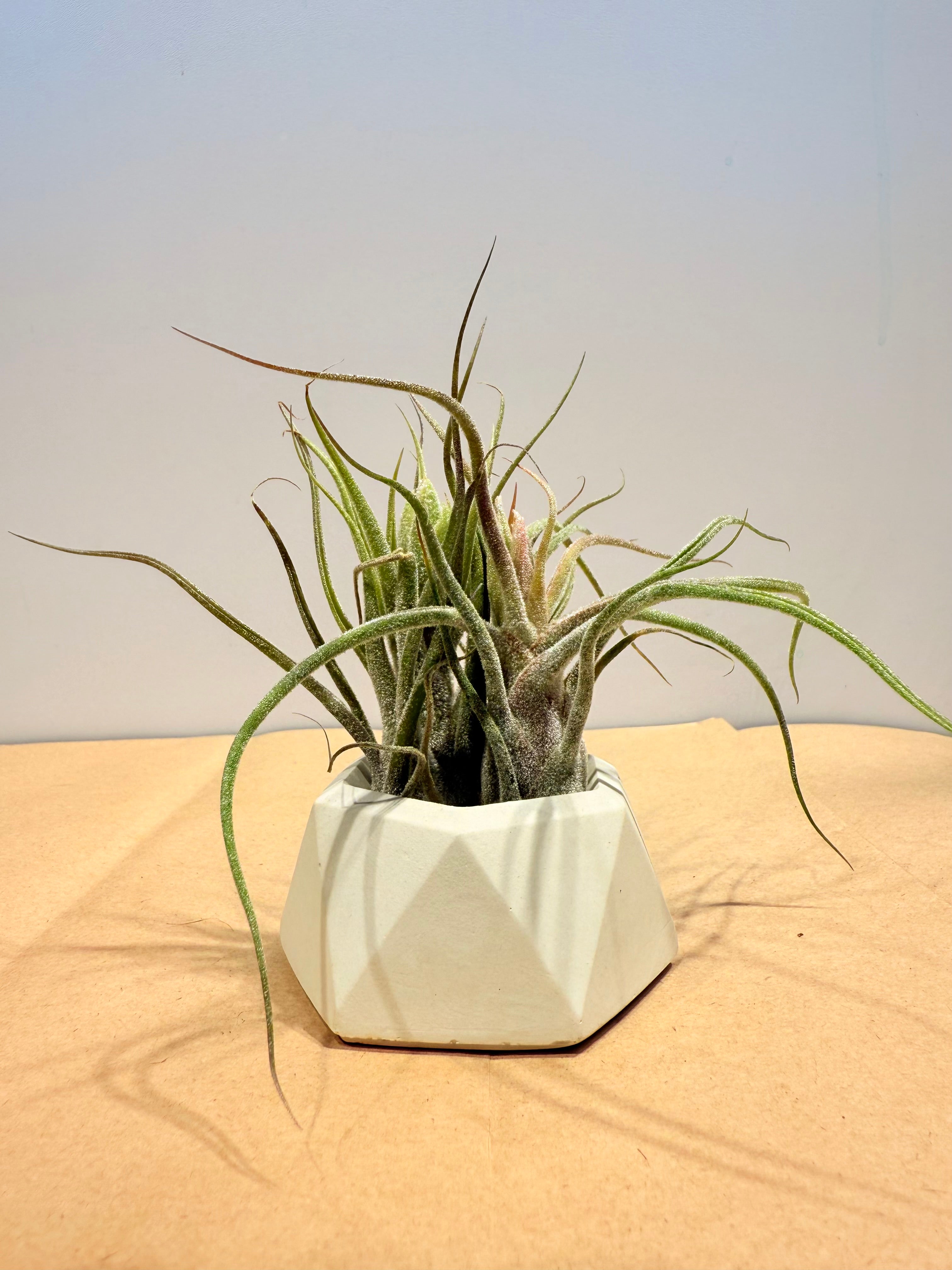 Till. Caput Guatemala arrangement