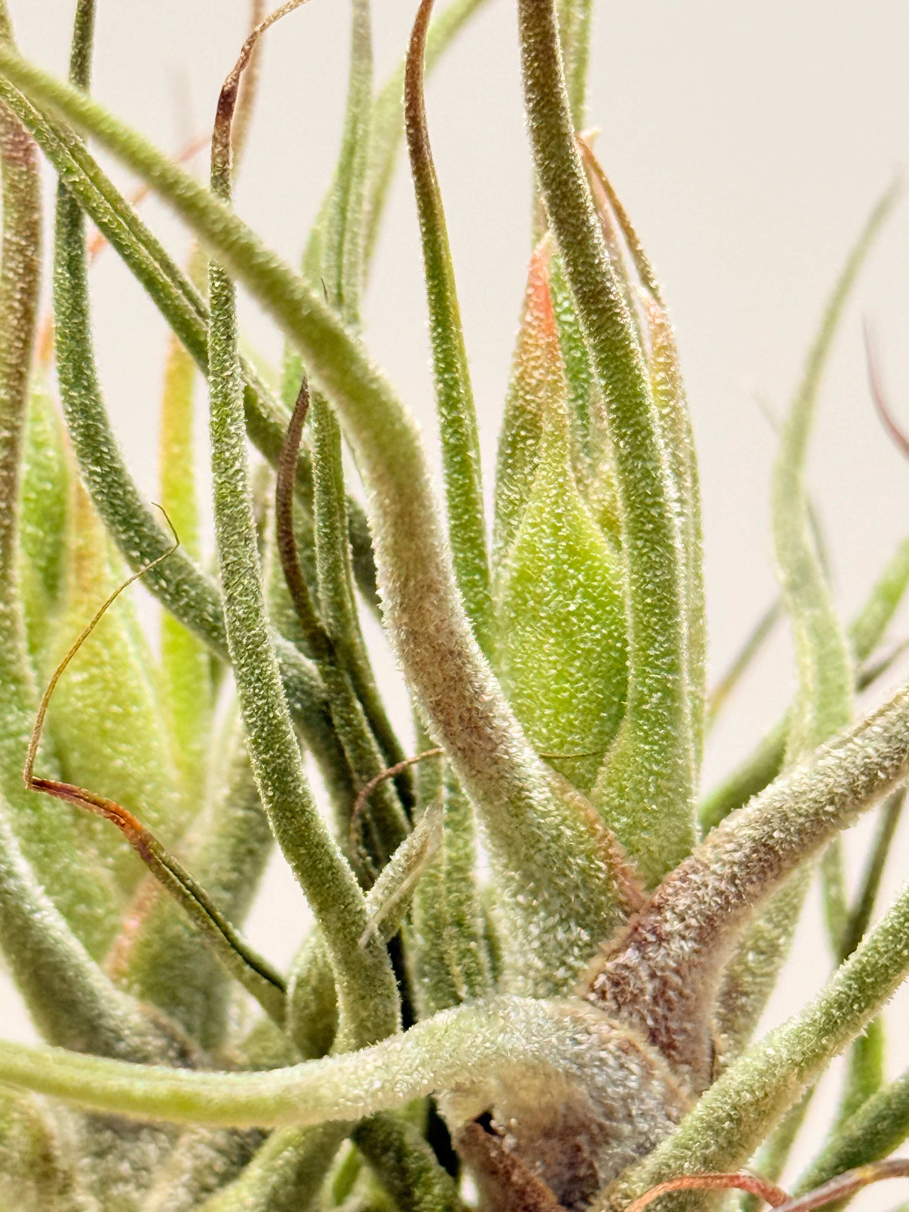 Till. Caput Guatemala arrangement