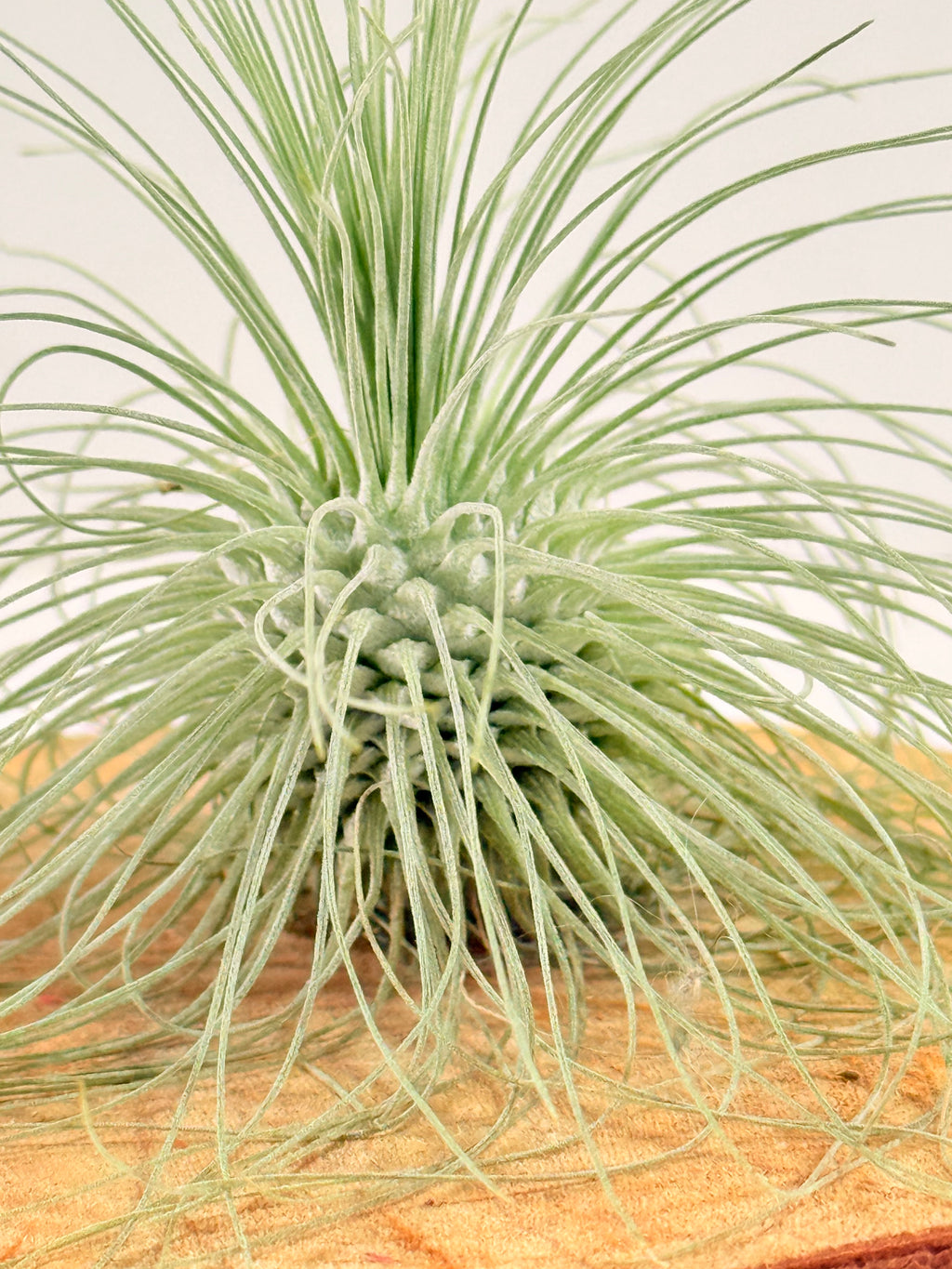 Tillandsia Fuchsii var. Gracilis