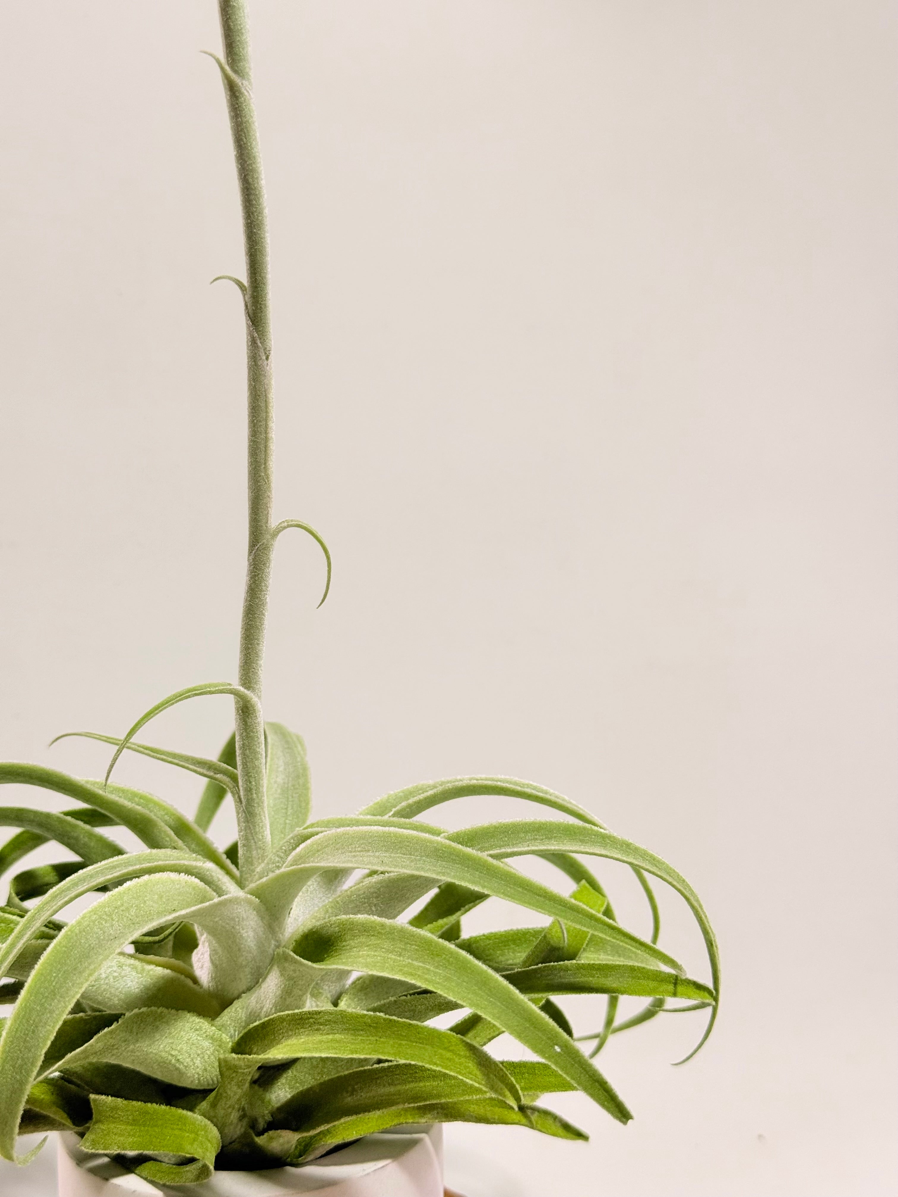 Tillandsia Cacticola regular form botón