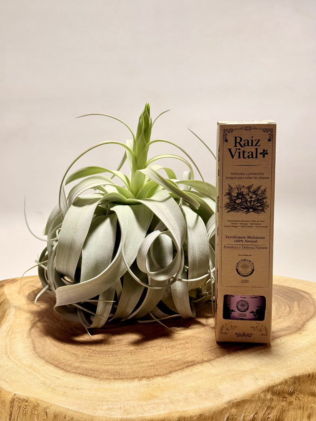 Kit Till. Xerographica XL con botón + fertilizante