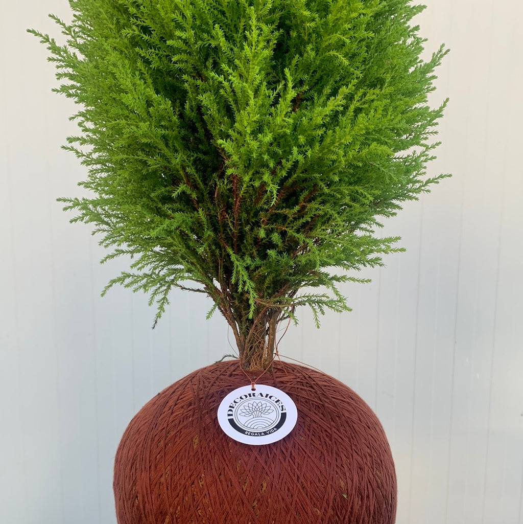 Lemon pine kokedamas
